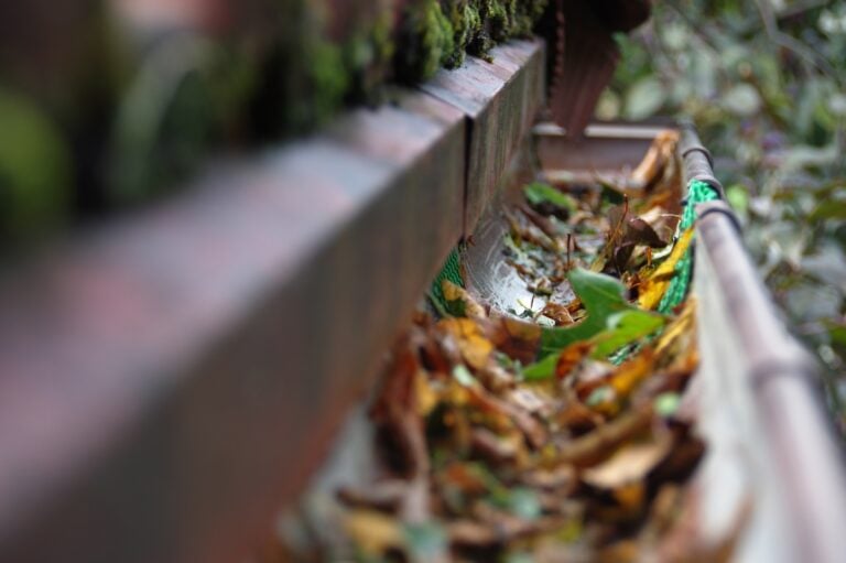 Gutter with leaves and debris clogging