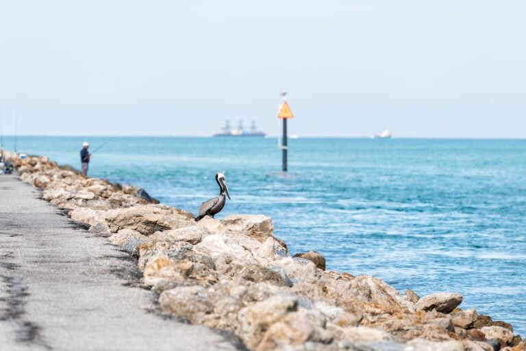 Eastern Brown Pelican in Venice, Florida on pier perched with man fishing in background